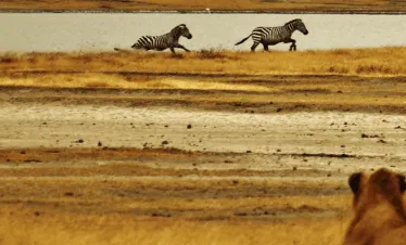 4-DAY NORTHERN TANZANIA BUDGET SAFARI