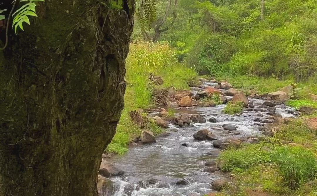 Uganda Epic Safari Adventure: A Journey by Legacy Destinations & DMC