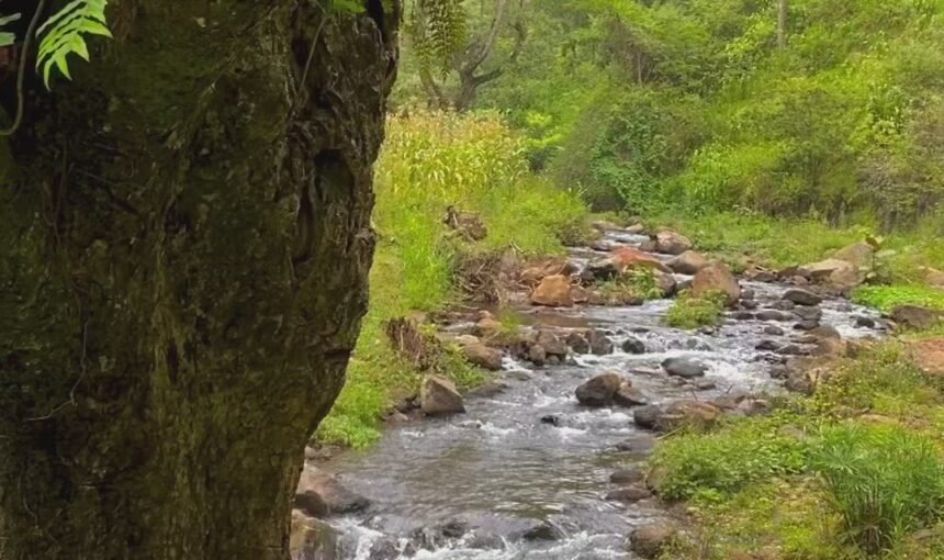 Uganda Epic Safari Adventure: A Journey by Legacy Destinations & DMC