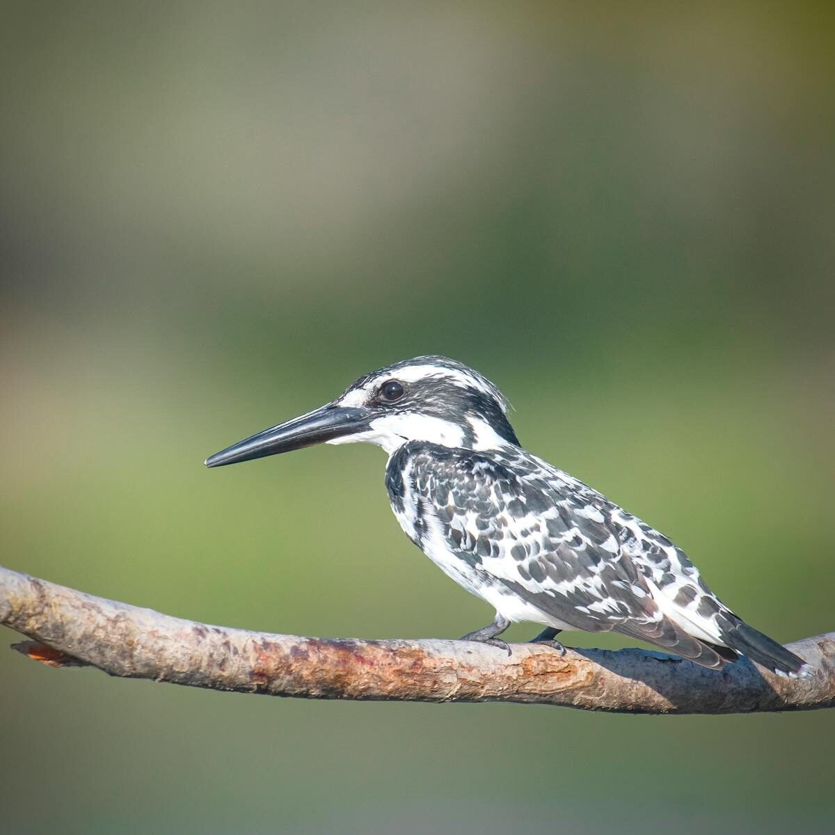 A Pied Kingfisher resting on a branch in Surat, India, showcasing its striking black and white plumage.