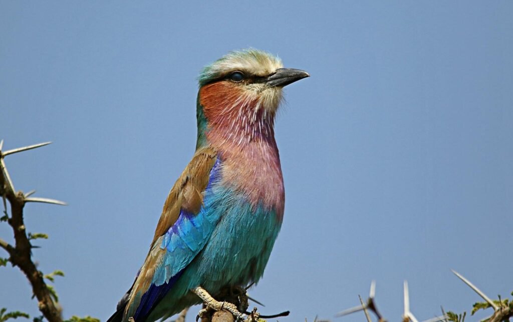 A colorful lilac-breasted roller perched on a branch against a clear blue sky.