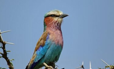 A colorful lilac-breasted roller perched on a branch against a clear blue sky.