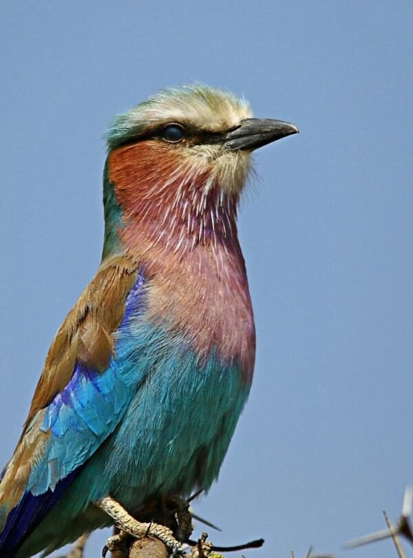 A colorful lilac-breasted roller perched on a branch against a clear blue sky.