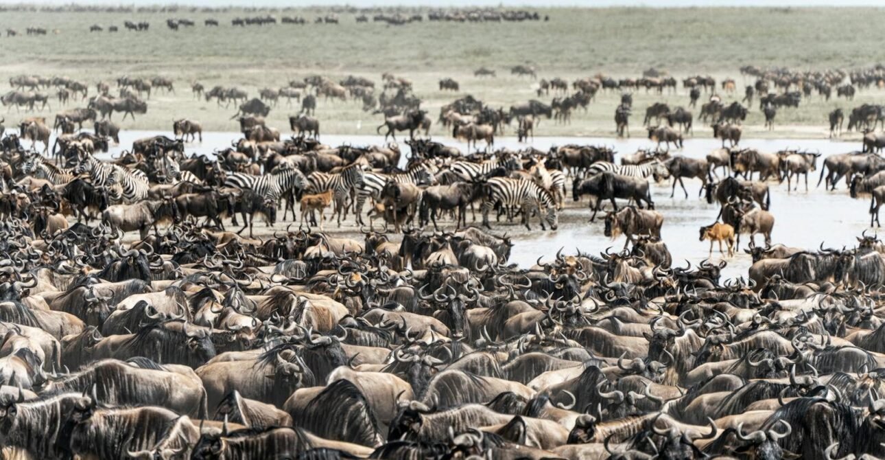 The Great Migration Safari Guide 2026: Month-by-Month Movement Across the Serengeti & Maasai Mara