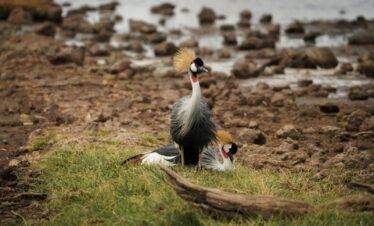 Two grey crowned cranes in a serene natural habitat in Tanzania.