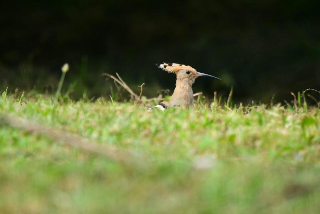 Eurasian Hoopoe (Upupa epops) peering through grass, showcasing distinctive crest.