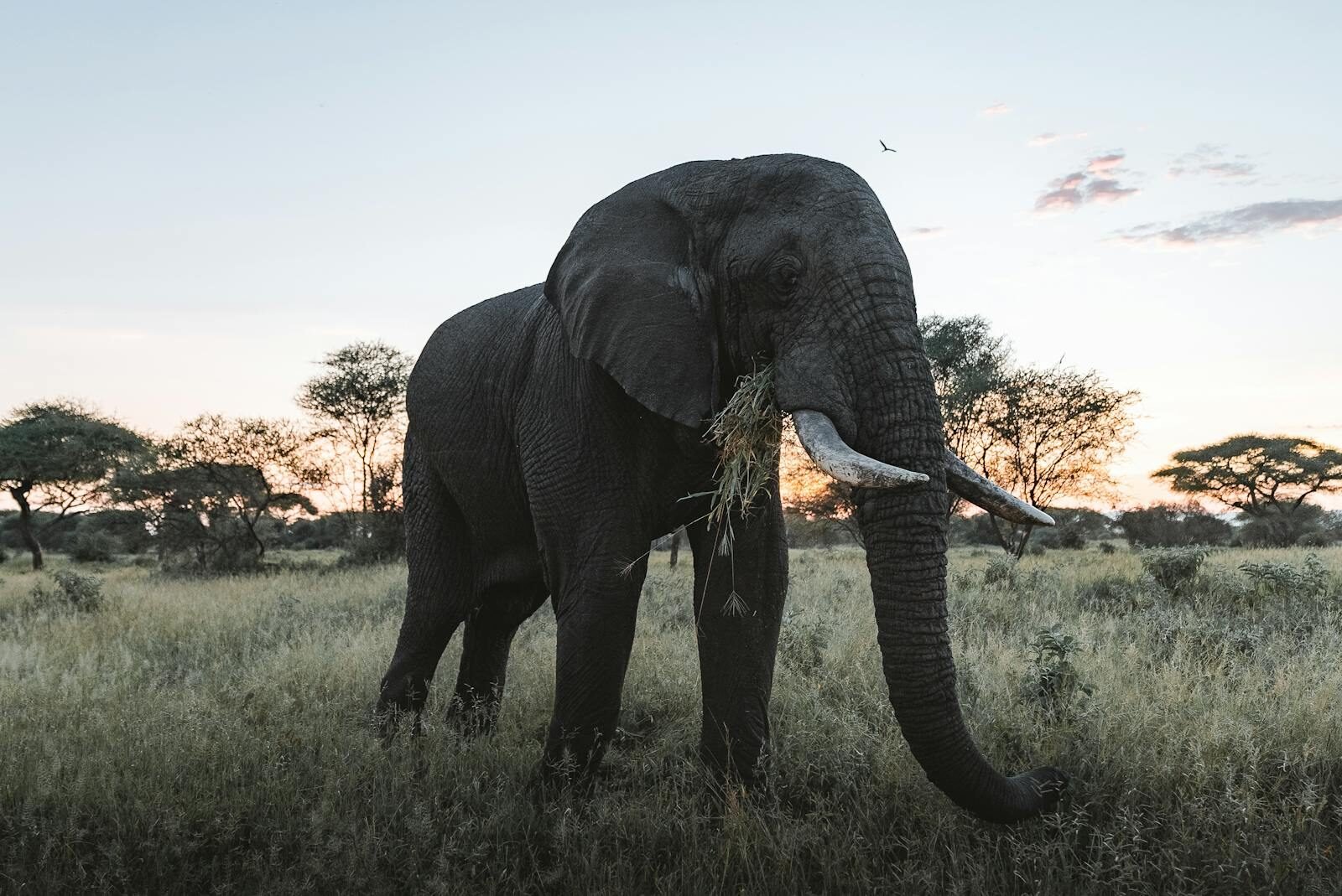 A solitary African elephant grazes in the serene savanna during a stunning sunset.