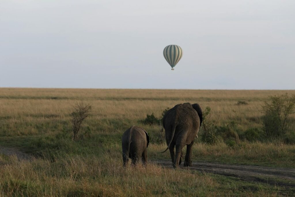 Elephants walking on the savanna with a hot air balloon in the sky, capturing serene African wildlife.