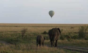 Elephants walking on the savanna with a hot air balloon in the sky, capturing serene African wildlife.