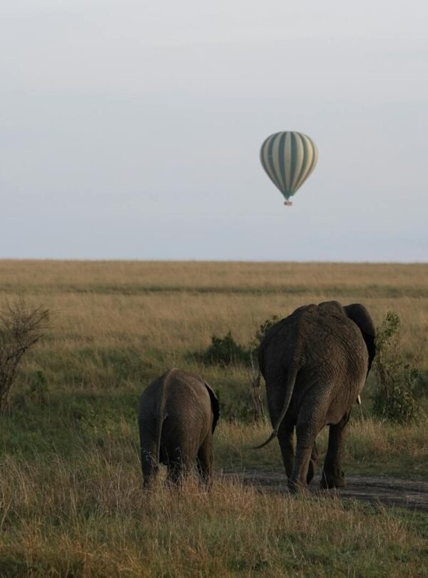 Elephants walking on the savanna with a hot air balloon in the sky, capturing serene African wildlife.