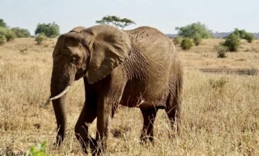 A majestic African elephant roaming the savanna in Tanzania's Tarangire National Park.