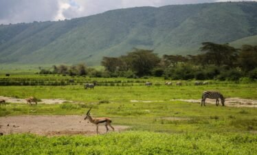 Serene scene of zebras and antelopes grazing in Ngorongoro Crater, Tanzania.