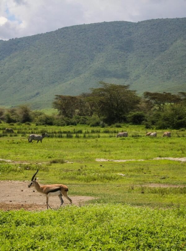 Serene scene of zebras and antelopes grazing in Ngorongoro Crater, Tanzania.