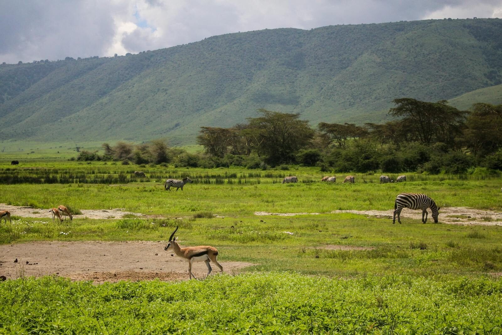 Serene scene of zebras and antelopes grazing in Ngorongoro Crater, Tanzania.
