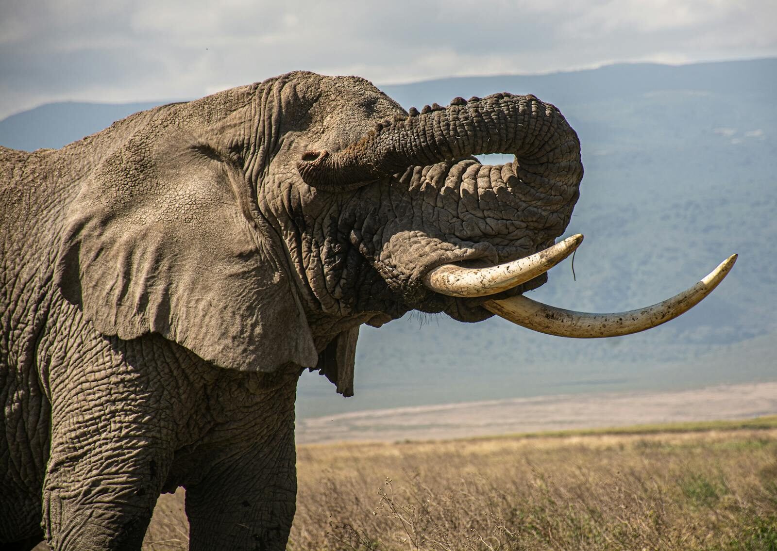 Close-up of an African elephant in the Arusha Region, Tanzania.