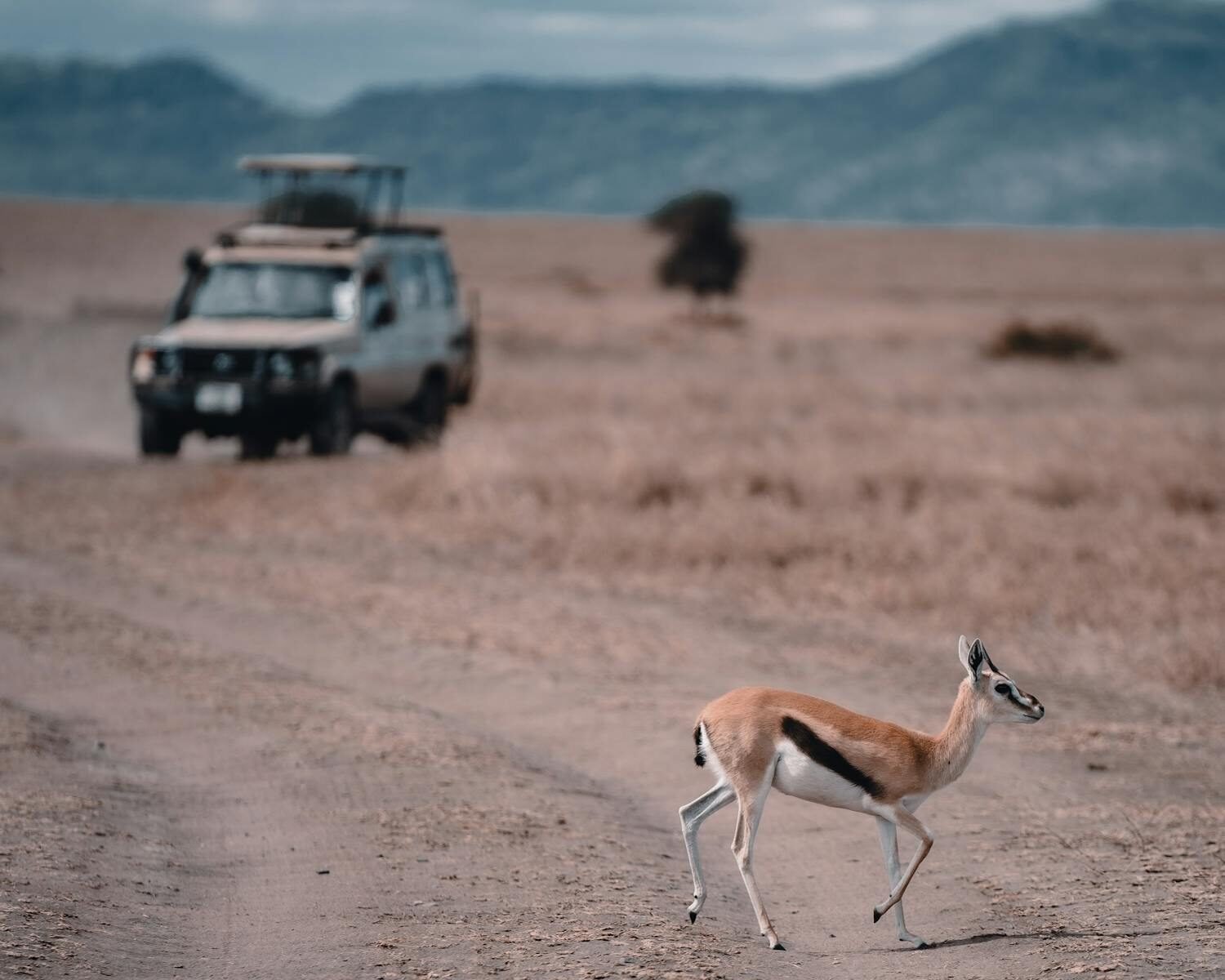A gazelle elegantly crosses a dirt road in Tanzania's savanna with a safari vehicle in the background.