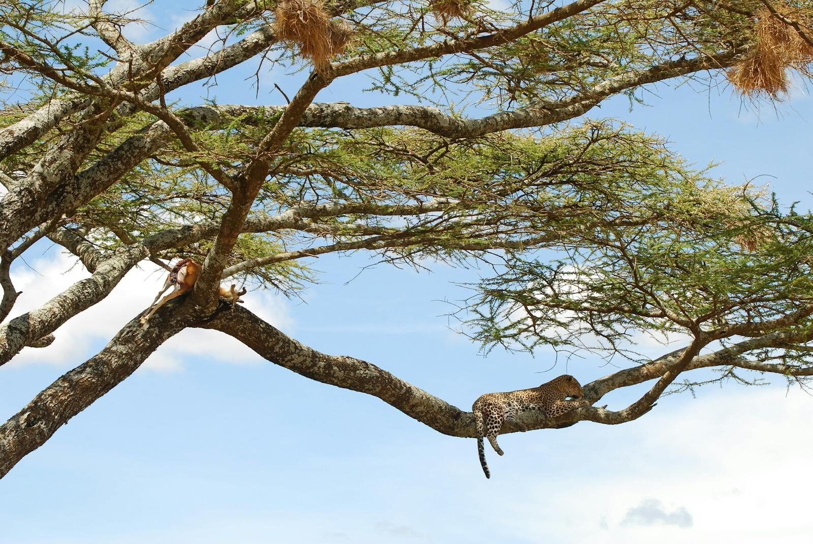 A leopard lounging on an Acacia tree in the wild, showcasing nature's tranquility.