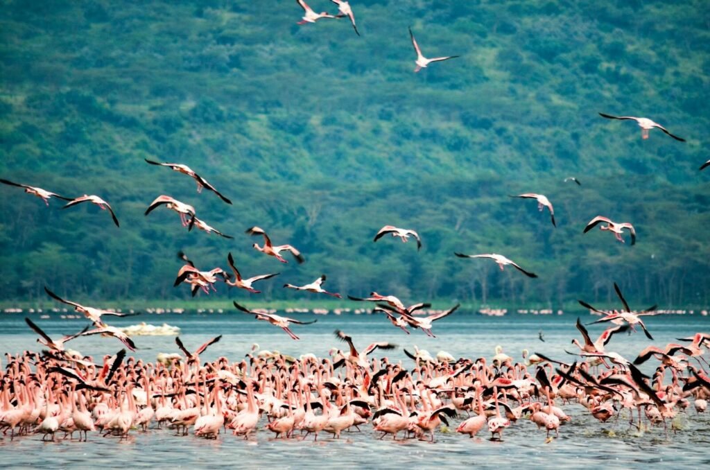 A stunning flock of flamingos at Lake Nakuru in Kenya, showcasing vibrant plumage against lush greenery.