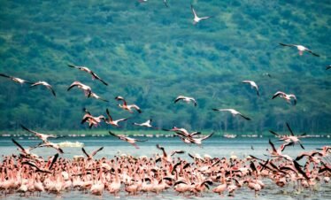 A stunning flock of flamingos at Lake Nakuru in Kenya, showcasing vibrant plumage against lush greenery.