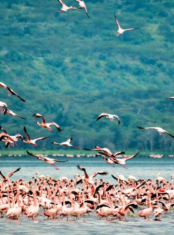 A stunning flock of flamingos at Lake Nakuru in Kenya, showcasing vibrant plumage against lush greenery.