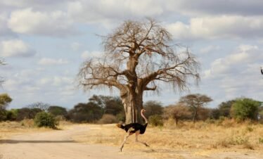 An ostrich running across a dirt road in front of a tree