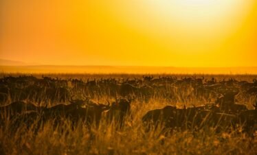 silhouette of grass during sunset