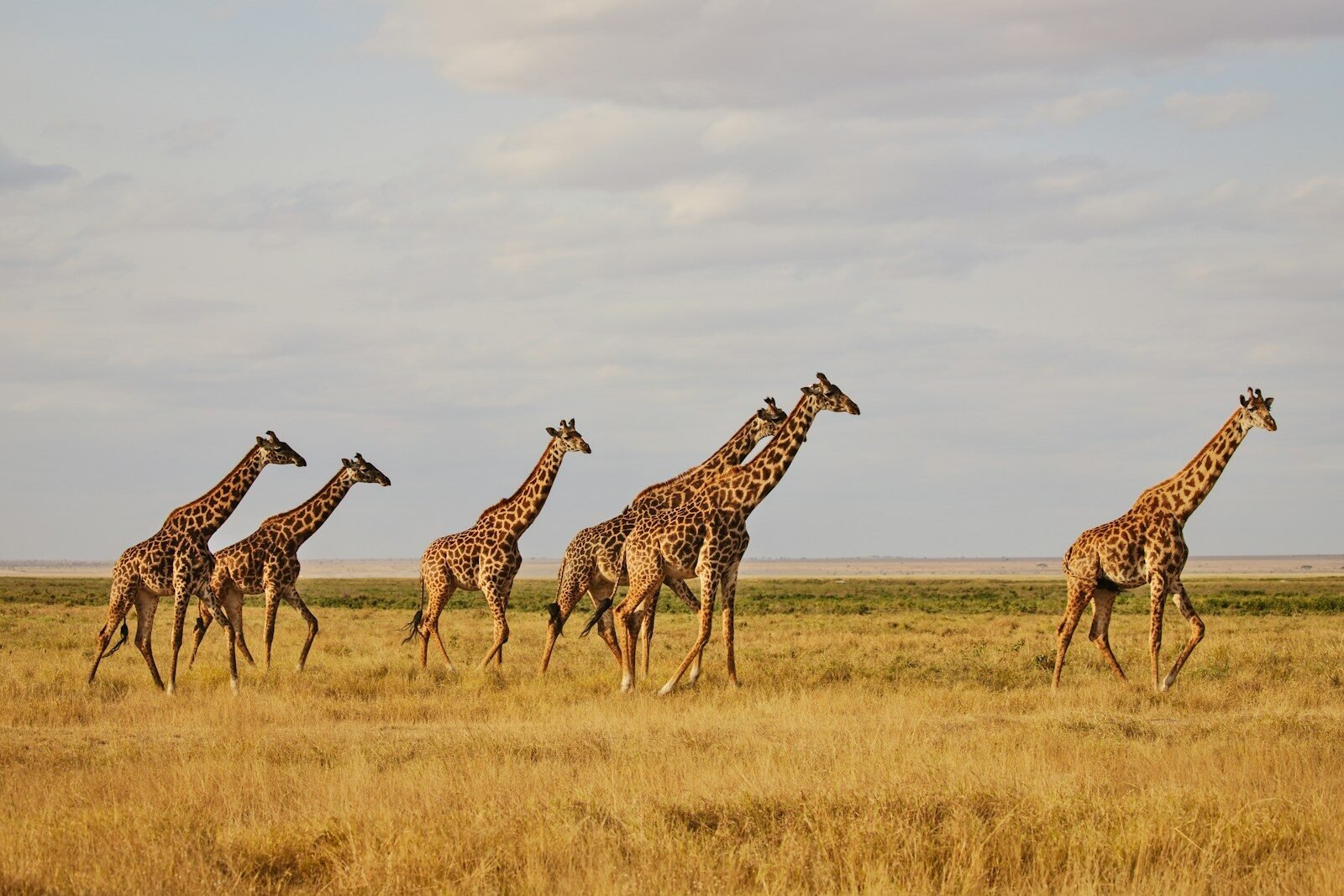 a herd of giraffe walking across a dry grass field
