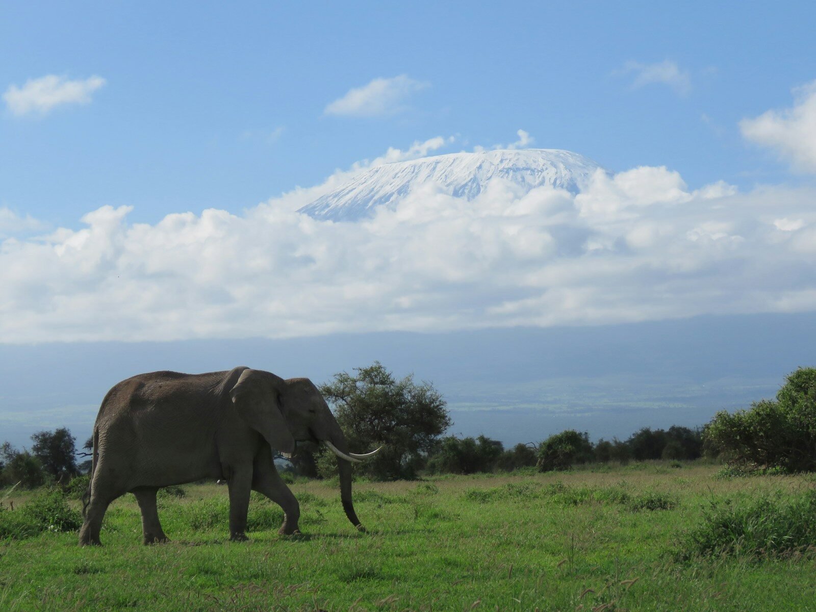 A large elephant walking across a lush green field