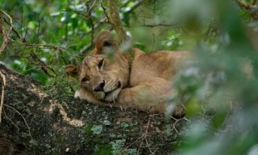brown lioness lying on brown rock during daytime